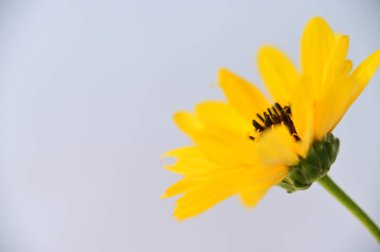beautiful yellow flowers on the white background