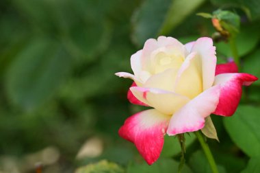 Bahçede büyüyen güzel bir gül çiçeği