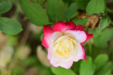 Bahçede büyüyen güzel bir gül çiçeği