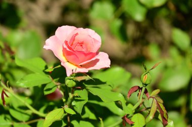 Bahçede büyüyen güzel bir gül çiçeği