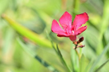 beautiful pink flowers in the garden, close up view