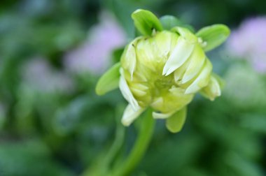 white flowers growing in the garden, close up view