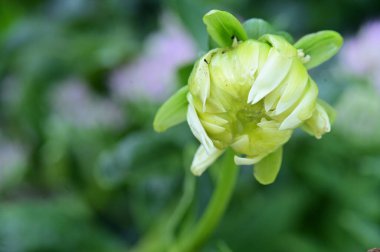 white flowers growing in the garden, close up view
