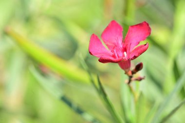 beautiful pink flowers in the garden, close up view
