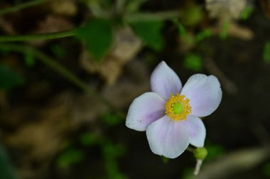 white flowers growing in the garden, close up view