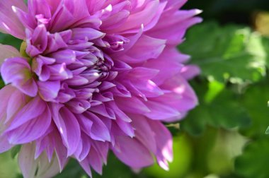 beautiful pink flowers in the garden, close up view