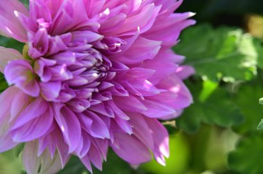 beautiful pink flowers in the garden, close up view