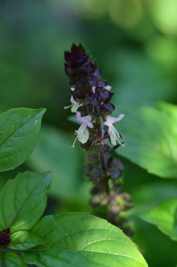 Güzel çiçeğe yaklaş. 