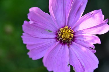 beautiful pink flowers in the garden, close up view
