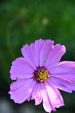 beautiful pink flowers in the garden, close up view