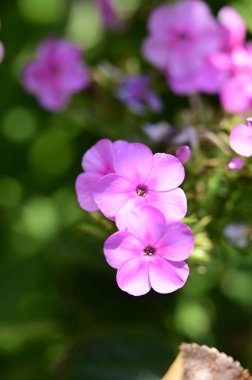 beautiful pink flowers in the garden, close up view