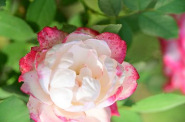 Bahçede büyüyen güzel bir gül çiçeği