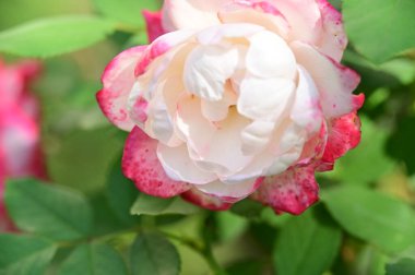 Bahçede büyüyen güzel bir gül çiçeği