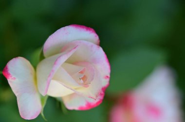 Bahçede büyüyen güzel bir gül çiçeği