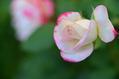 Bahçede büyüyen güzel bir gül çiçeği