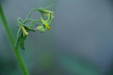 beautiful yellow flowers in the garden, close up view