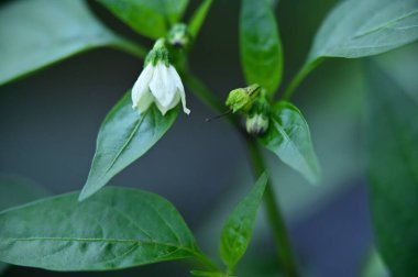white flowers growing in the garden, close up view