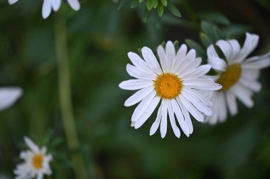 white flowers growing in the garden, close up view