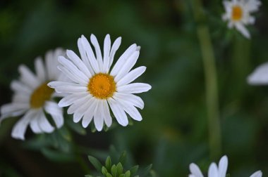white flowers growing in the garden, close up view
