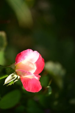 Bahçede büyüyen güzel bir gül çiçeği