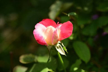 Bahçede büyüyen güzel bir gül çiçeği