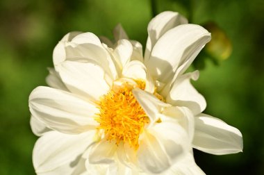 white flowers growing in the garden, close up view