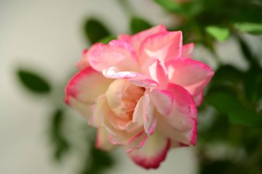 Bahçede büyüyen güzel bir gül çiçeği