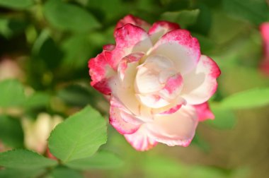 Bahçede büyüyen güzel bir gül çiçeği