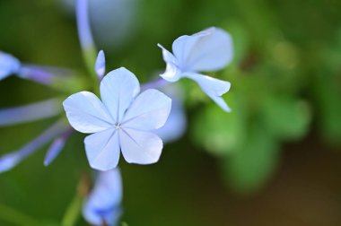 beautiful light blue flowers growing in the garden