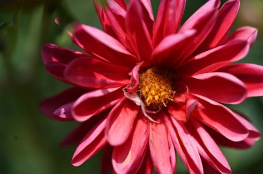 bahçede büyüyen güzel kırmızı çiçekler