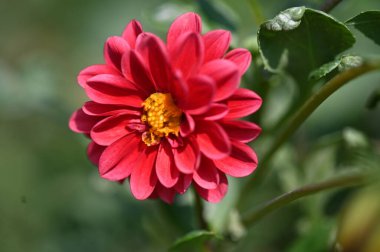 bahçede büyüyen güzel kırmızı çiçekler