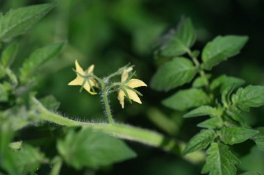 beautiful yellow flowers in the garden, close up view