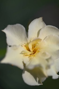 white flowers growing in the garden, close up view