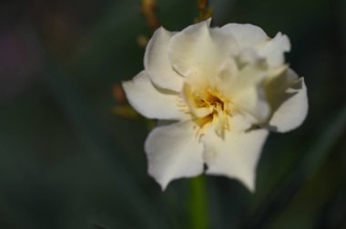 white flowers growing in the garden, close up view