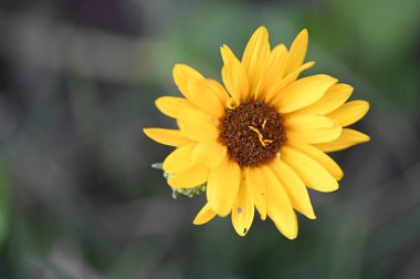 beautiful yellow flowers in the garden, close up view