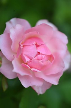 Yeşil bir bahçe içinde güzel pembe gül