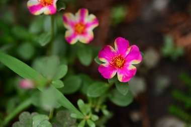 Bahçedeki güzel pembe çiçekler