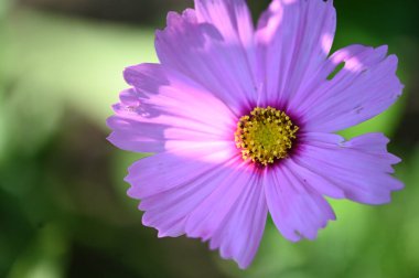 Bahçedeki güzel mor çiçekler