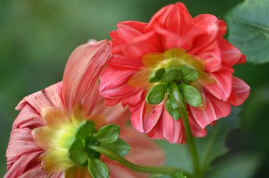 bahçede büyüyen güzel kırmızı çiçekler