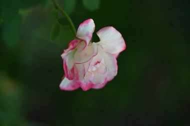 Yeşil bir bahçe içinde güzel pembe gül