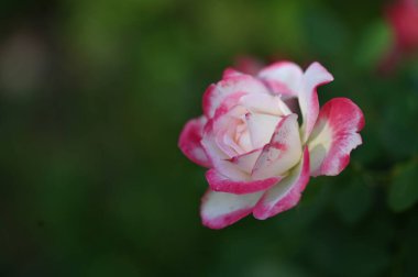 Yeşil bir bahçe içinde güzel pembe gül