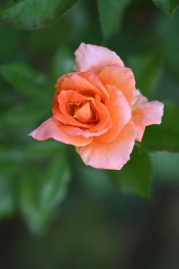 Yeşil bir bahçe içinde güzel pembe gül