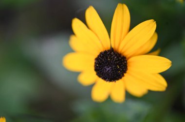 Bahçedeki güzel sarı çiçekler