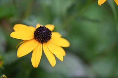Bahçedeki güzel sarı çiçekler
