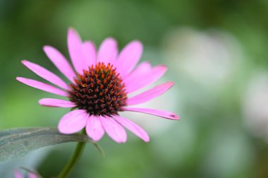 Bahçedeki güzel pembe çiçekler