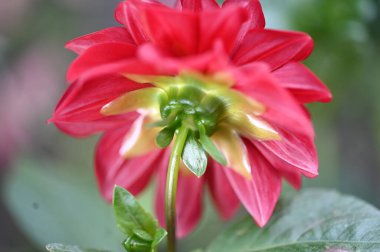 bahçede büyüyen güzel kırmızı çiçekler