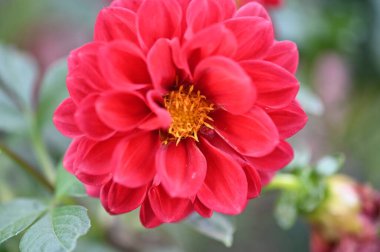 bahçede büyüyen güzel kırmızı çiçekler