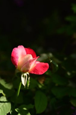 Yeşil bir bahçe içinde güzel pembe gül