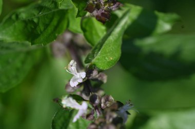 Bahçedeki güzel beyaz çiçekleri kapat.