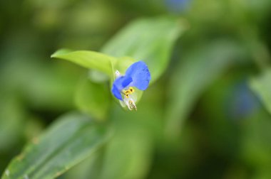 closeup view of beautiful blue flowers in the garden